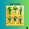 Kit Mini Huerto Científico Decorativo de 3 tubos+ eBook “Cultiva en Agua desde tu Cocina”